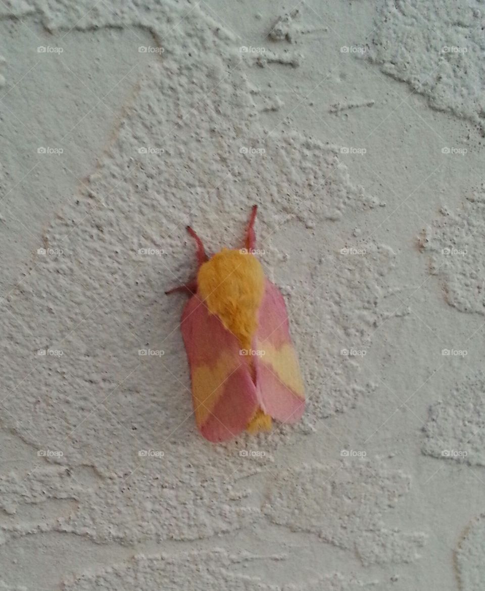 colorful Rosy Maple moth on wall in Callahan, Florida