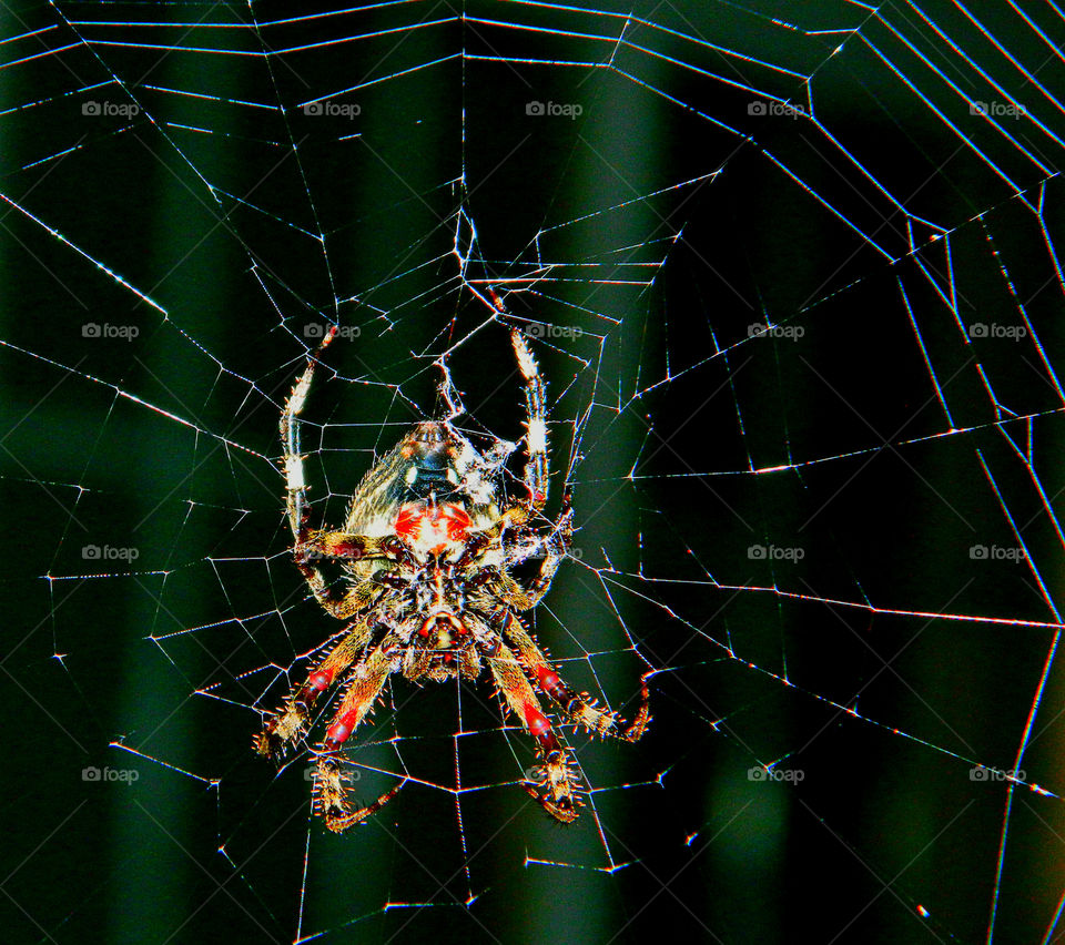 Barn Orb Spider! Elusive in the daytime!