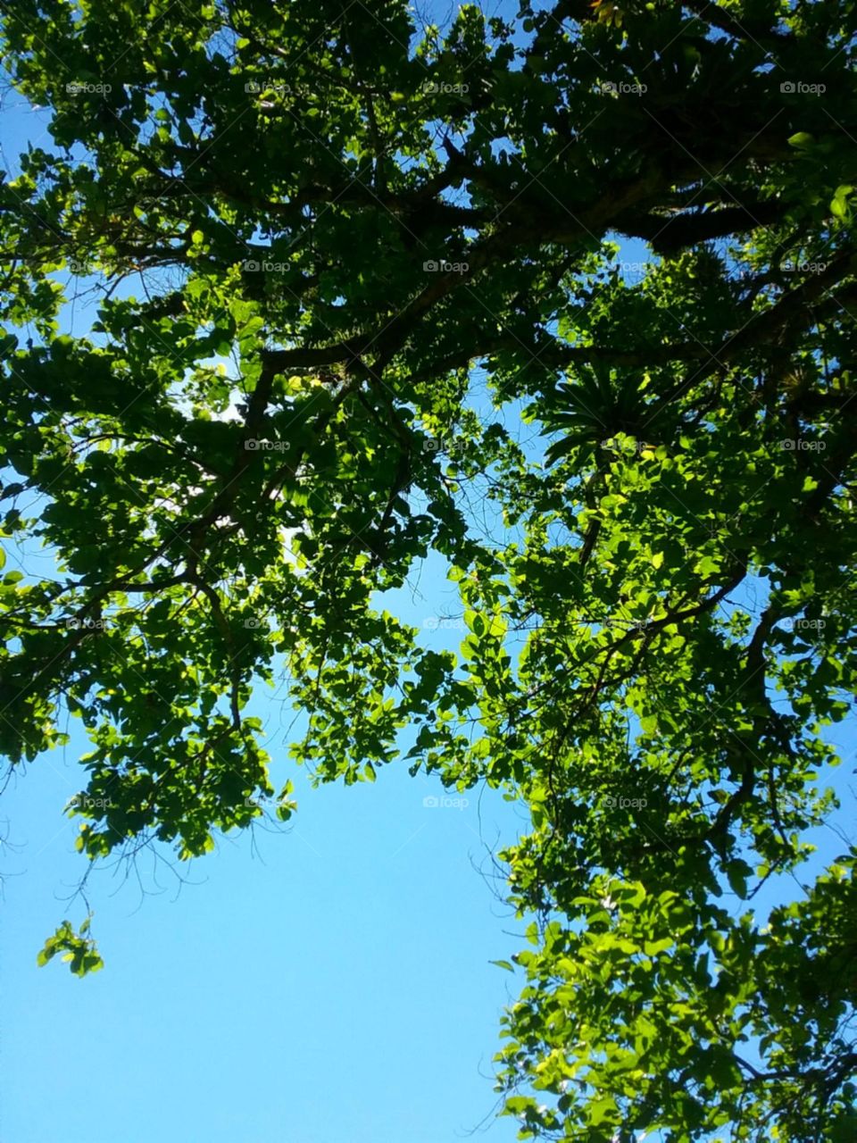 A formosa Tanheiro na borda da floresta ensolarada.