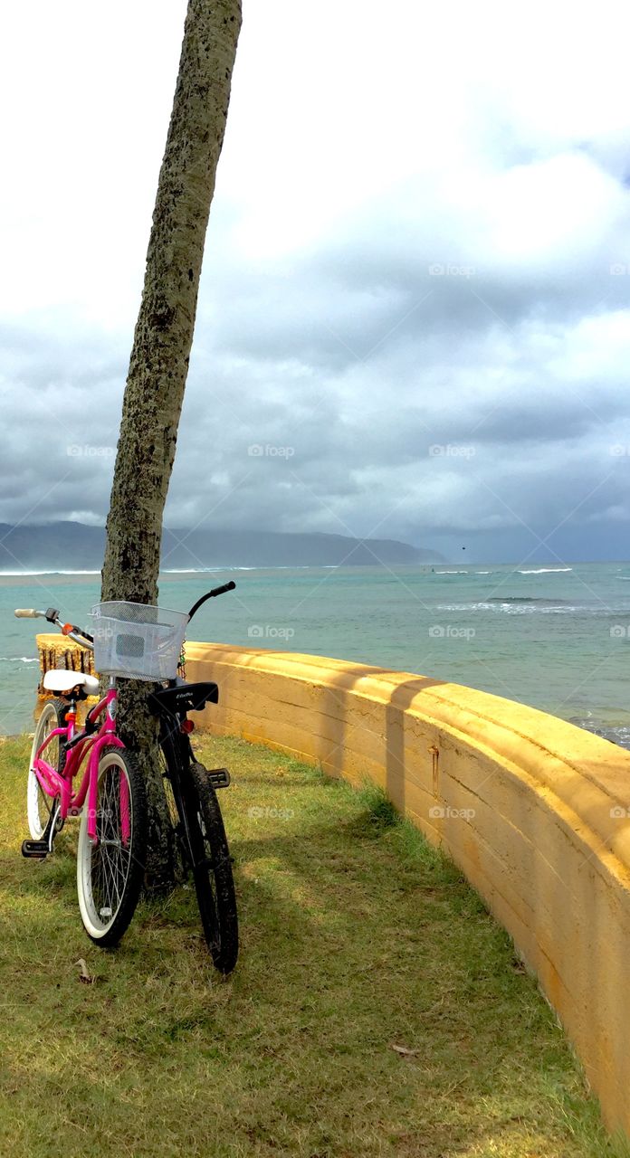 Bike Friends . Two bikes propped up on a tree by North Shore Hawaii beach.