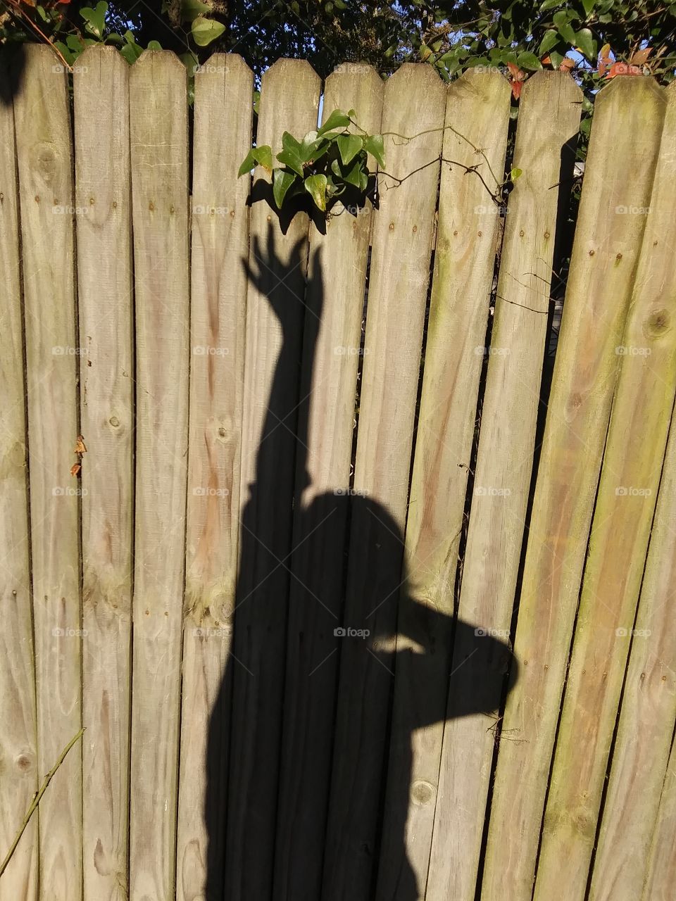 shadow on the fence