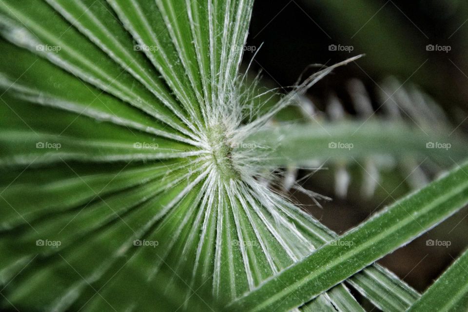 Close-up of a green young palm leaf