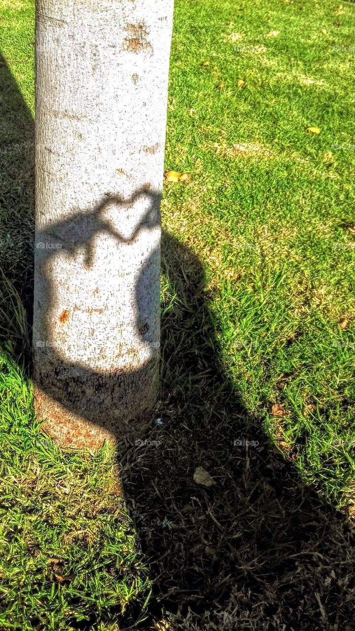 Grass and tree shadow