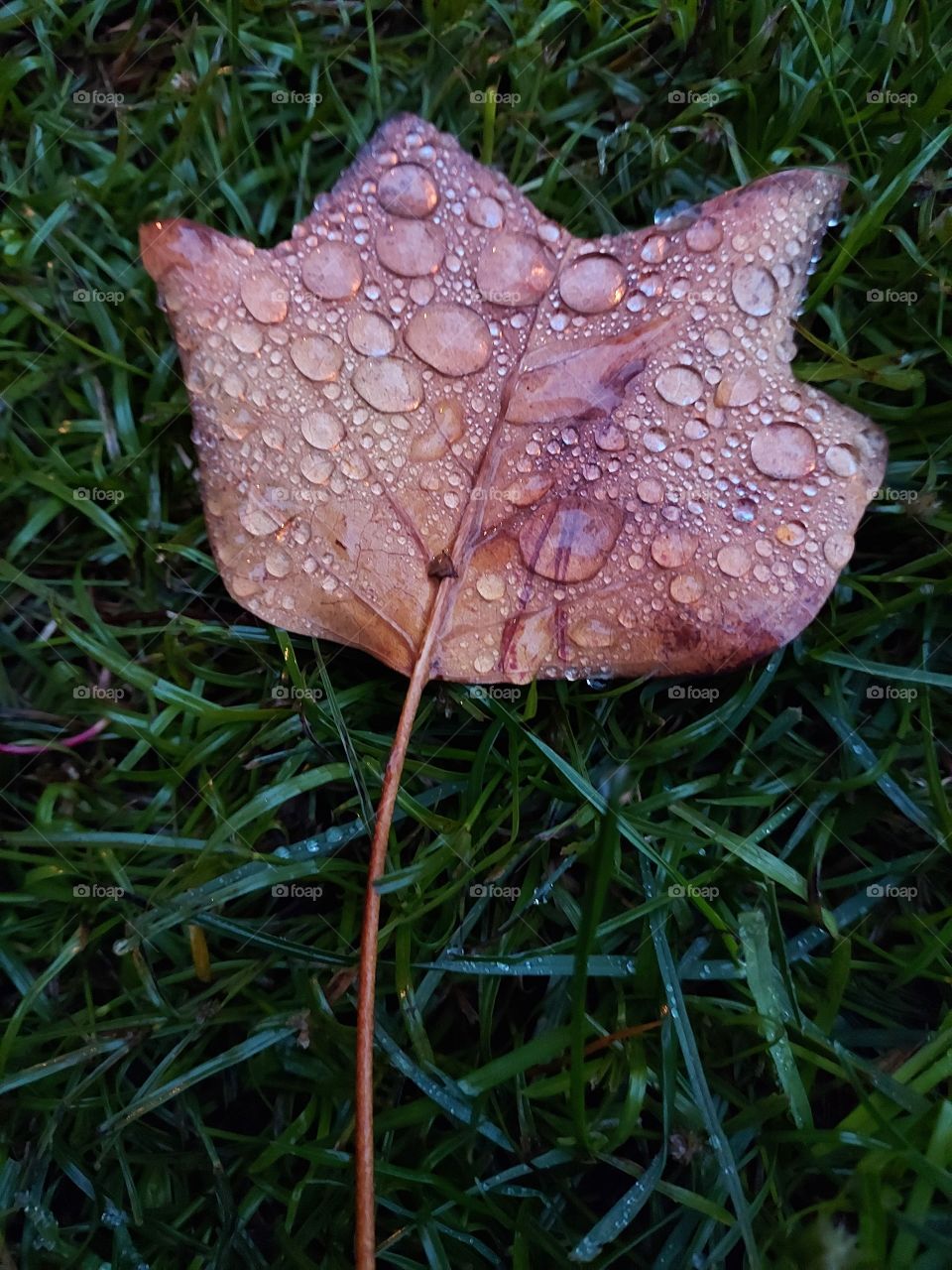 water drops on a Fallen Leaf Laying in a field of green grass