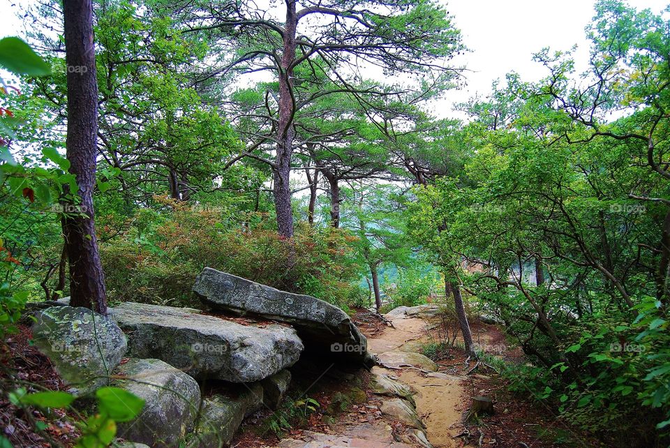 Walking Trail in the Forest