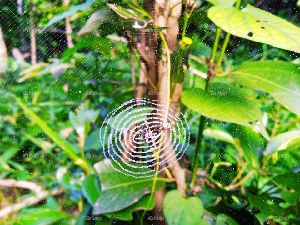 Spider web
