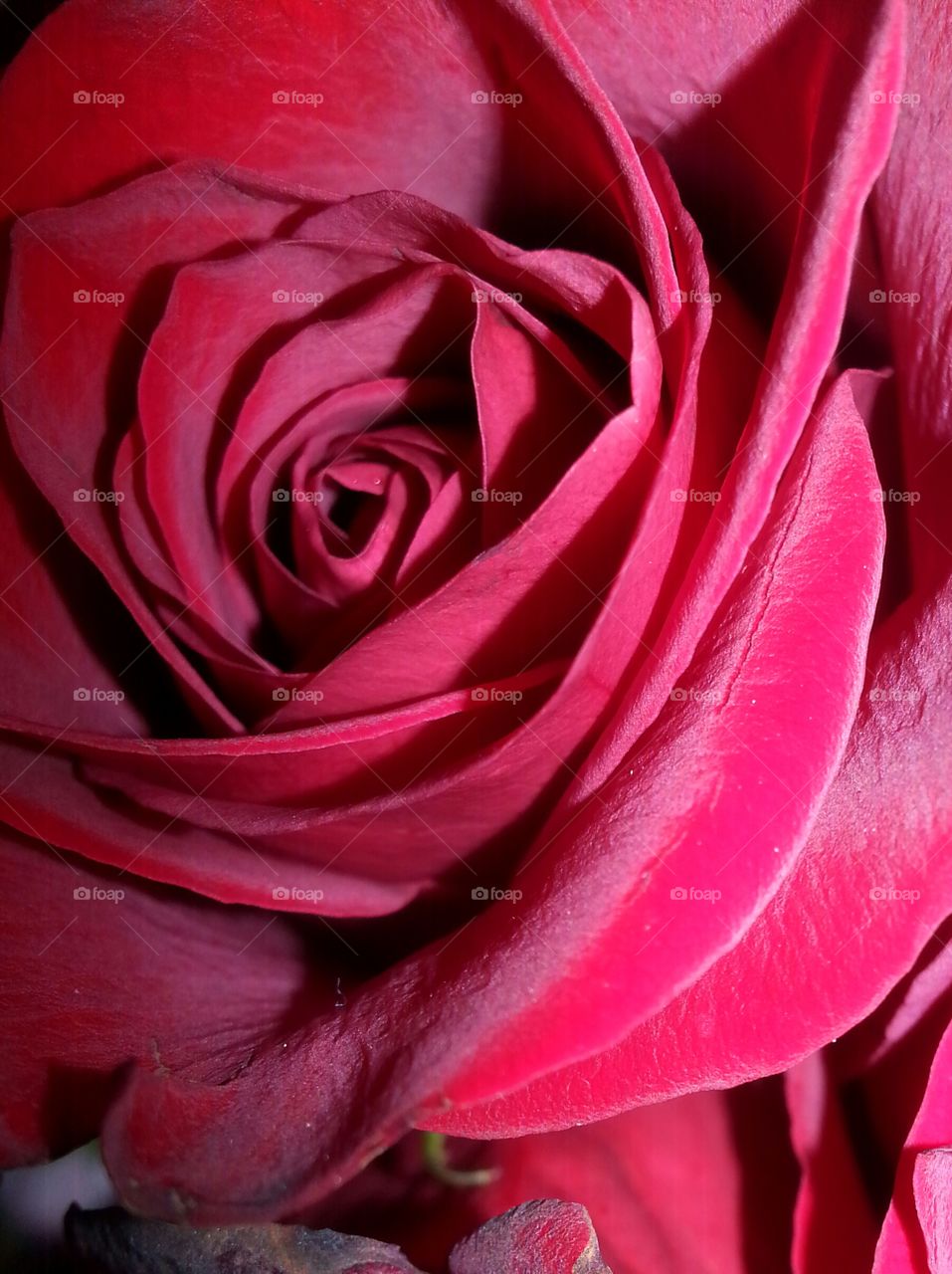 🎵'Roses are red my Love' 🎵