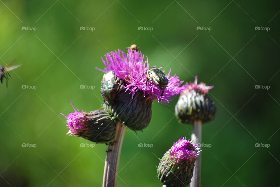 
Insects and a thistle