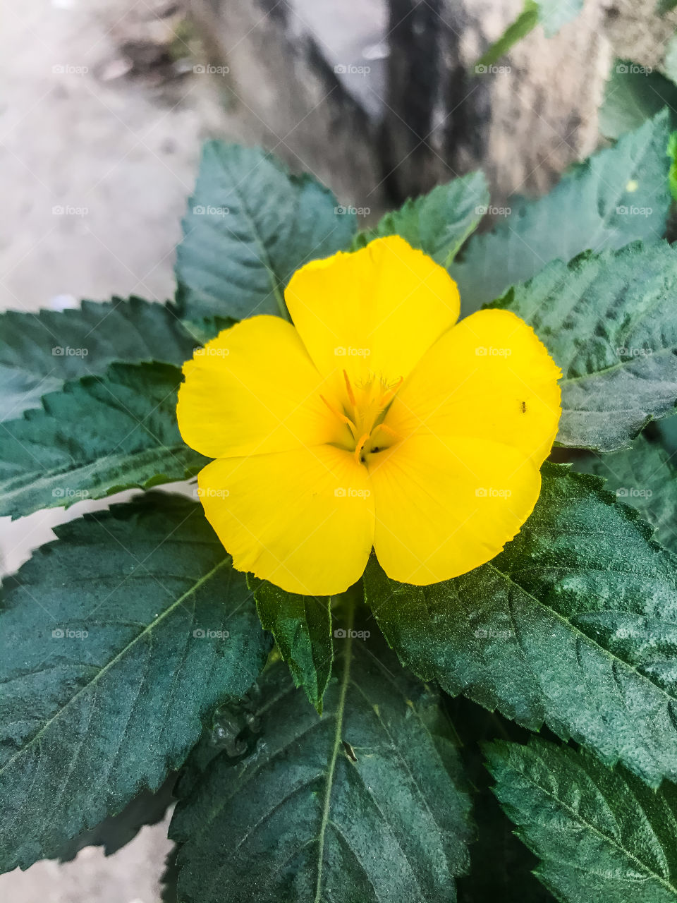 Beautiful yellow flower 