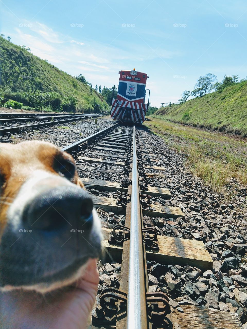 Dog and train