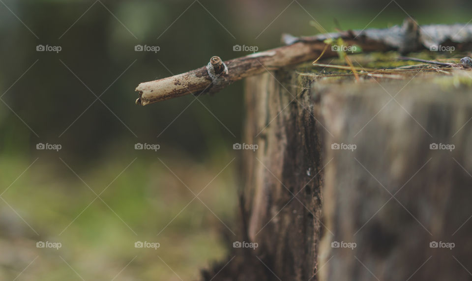 stick on a stump