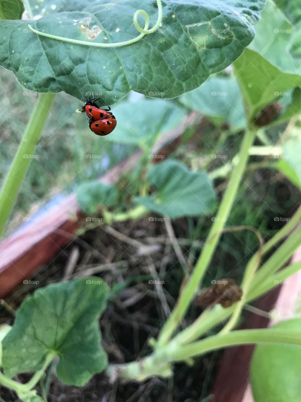 Lady bugs on gourd leaf