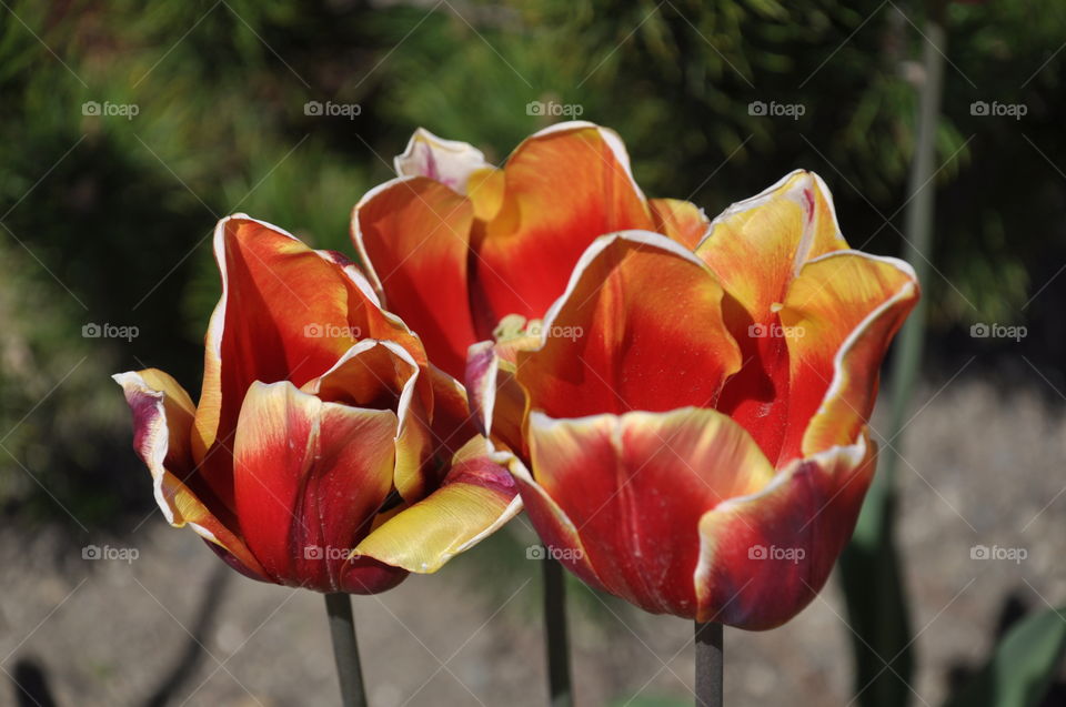 three red tulips