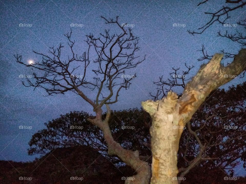 árvore céu azul lua noite silhueta vento nuvens