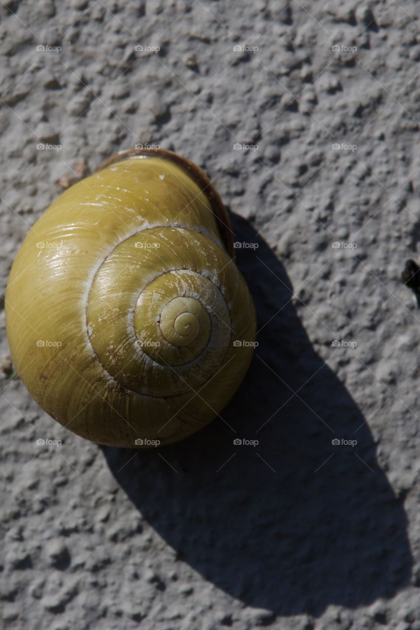 Snail On The Wall