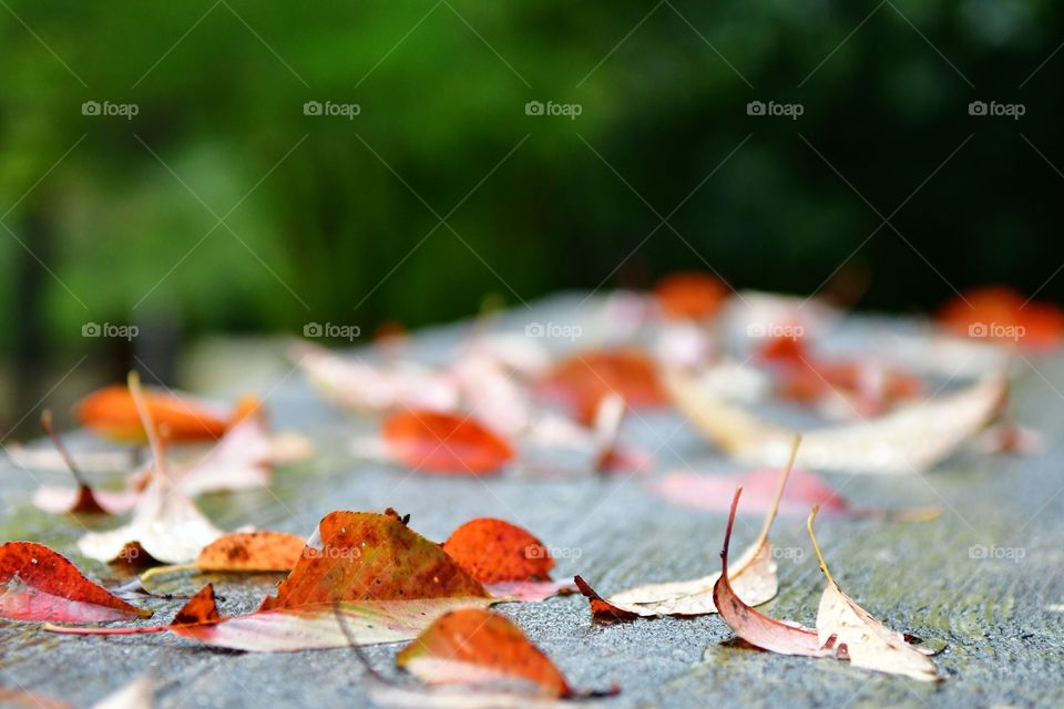 Fallen leaves