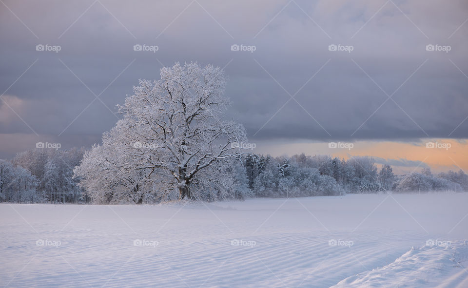 Winter nature landscape