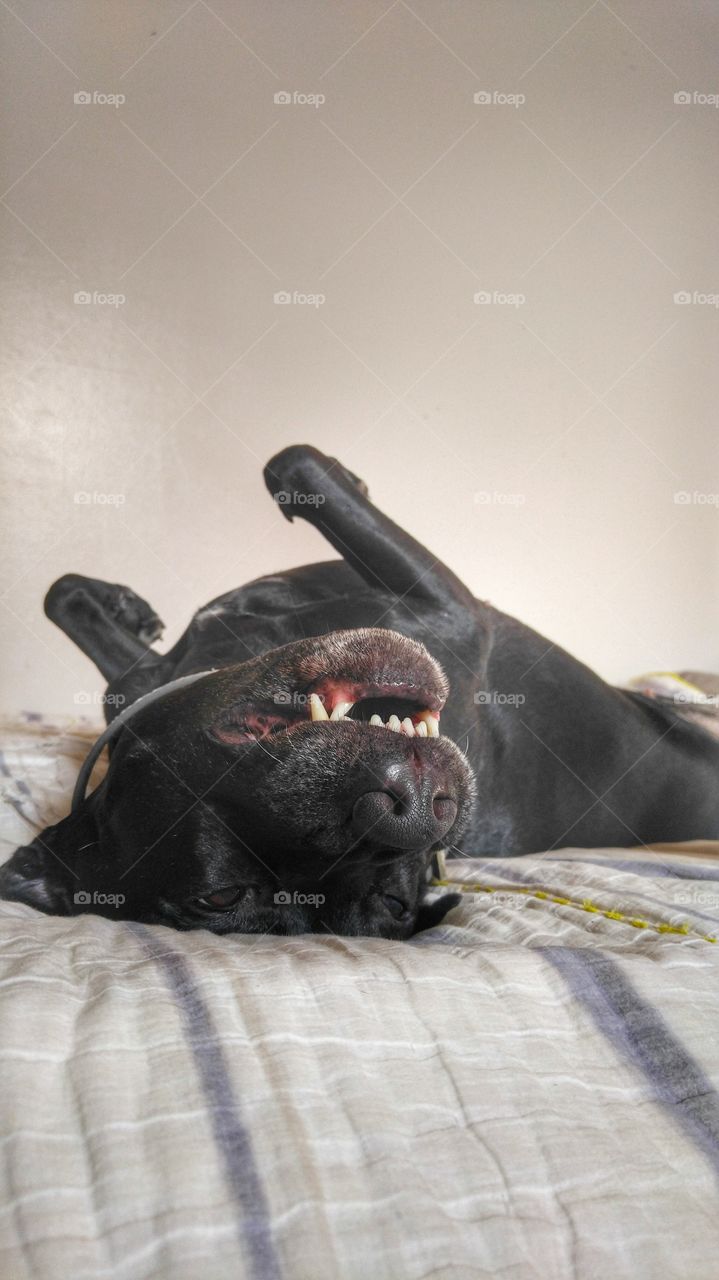 Dog lying on bed