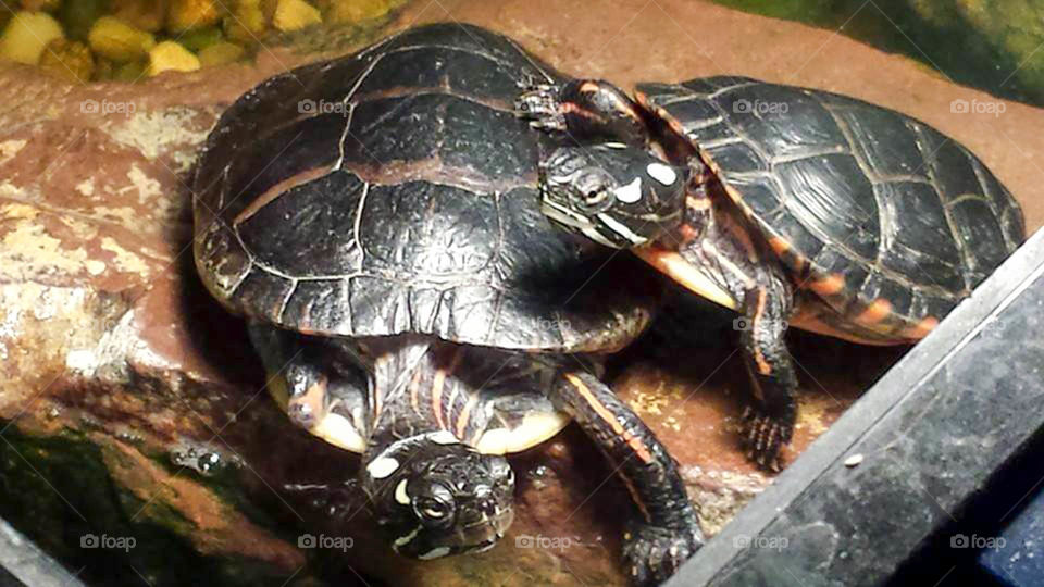 Lefty and Mini Me. black painted turtles Lefty (handicapped w/ three legs) & Mini  Me (was size of quarter when we found him)