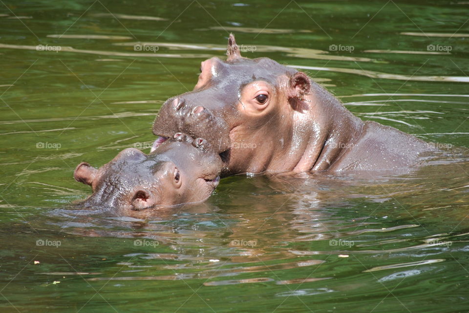 hippopotamus, mother and child