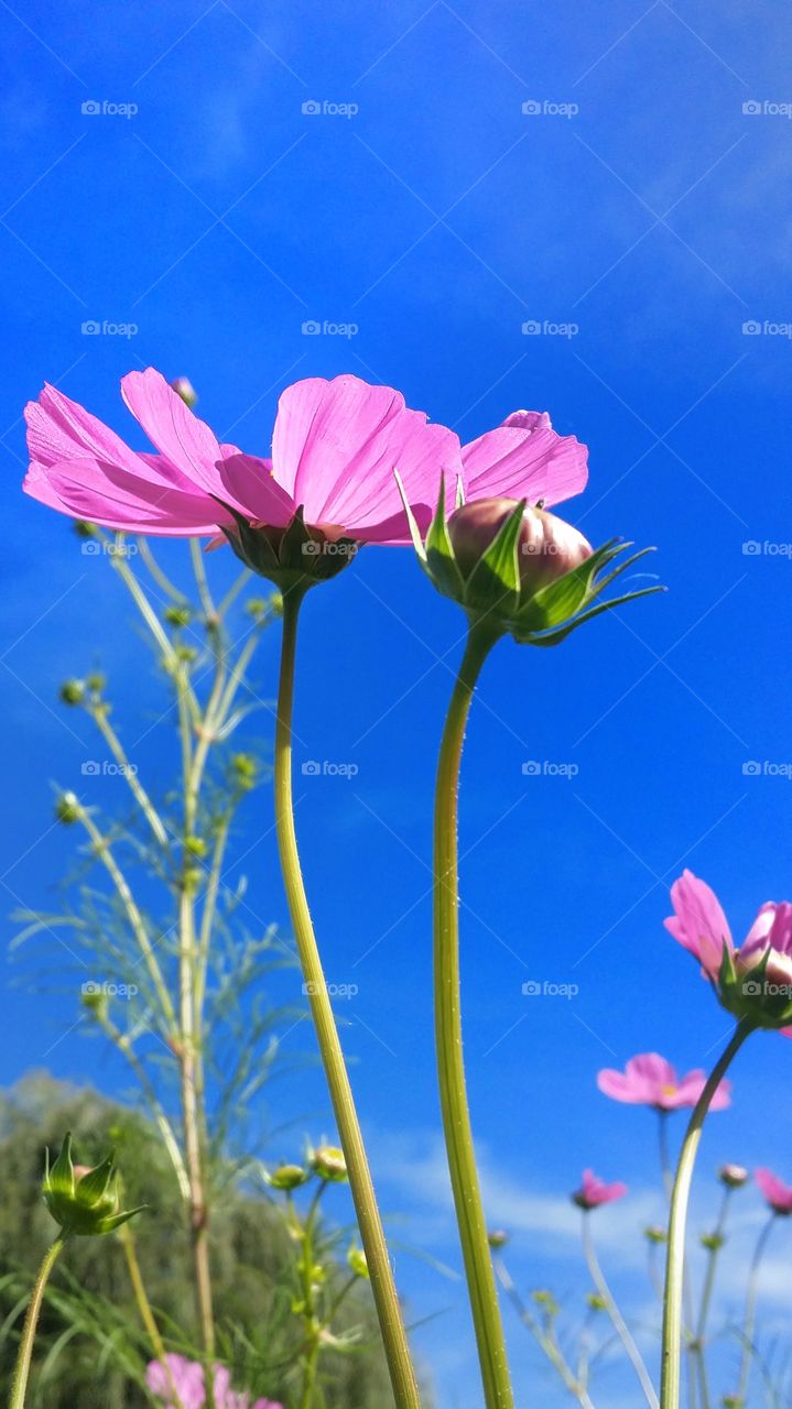 cosmos autumn flowers light pink blue sky dainty beautiful