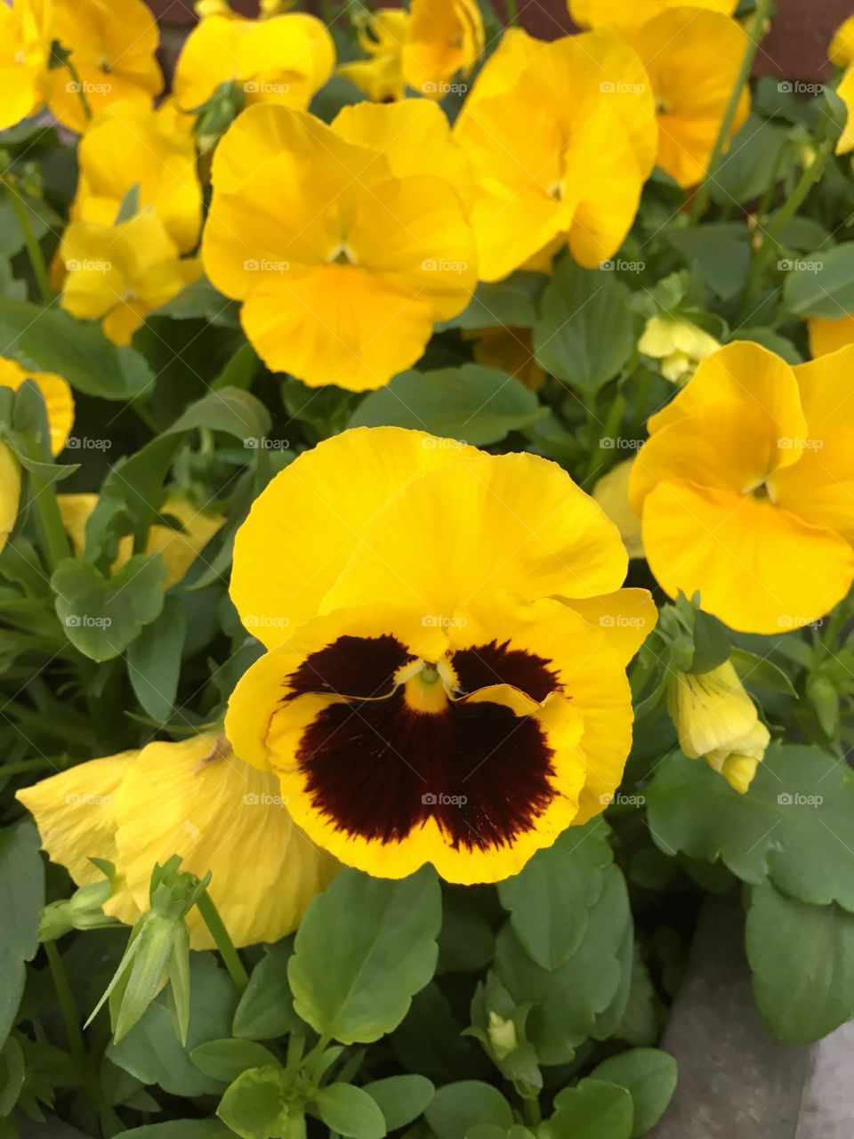 Yellow pansies