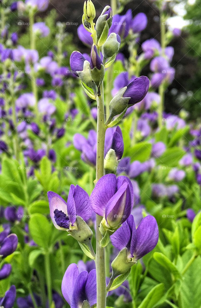 Close-up of purple flower in field