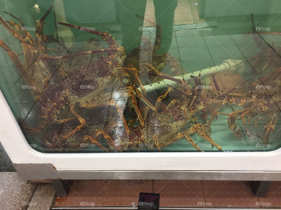 Lobsters in a tank