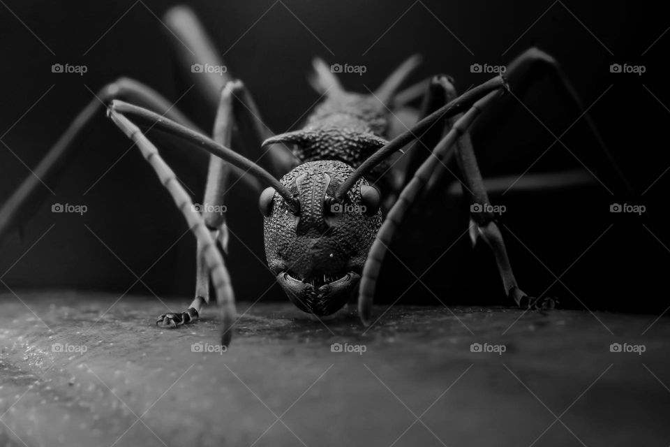 The Black Ant