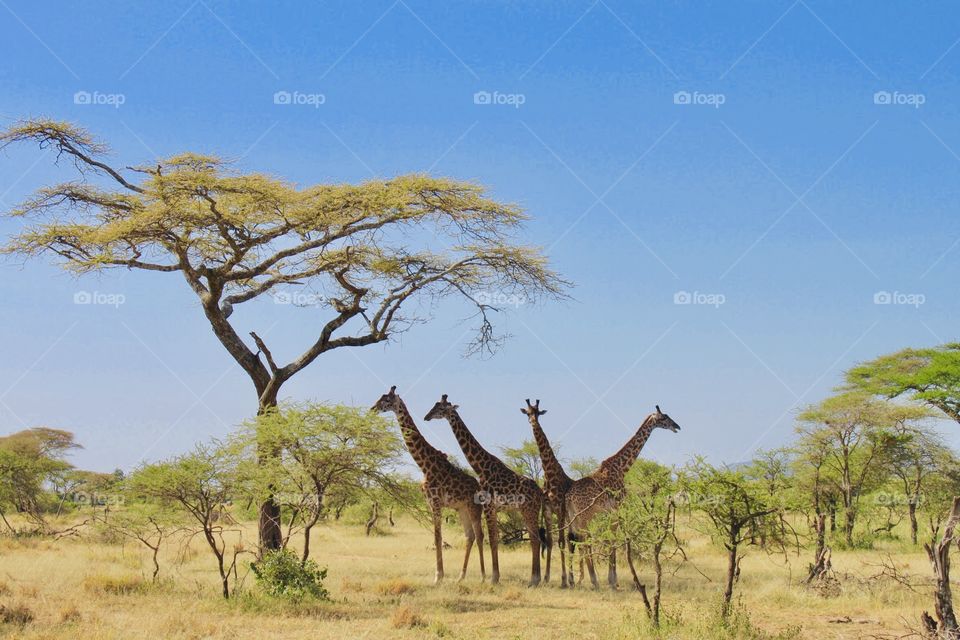 Giraffes cooling down under a tree 