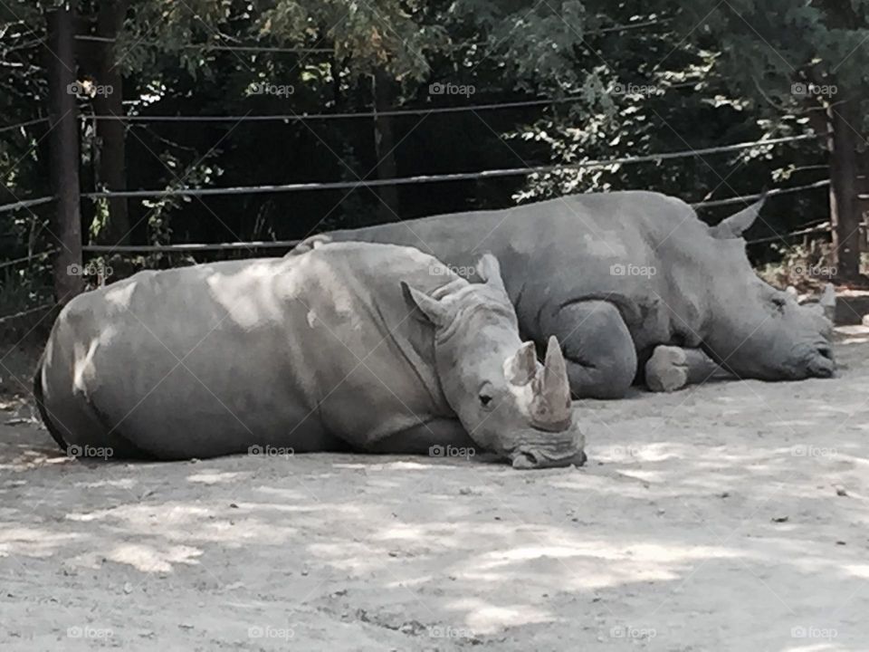 Nap Buddies 