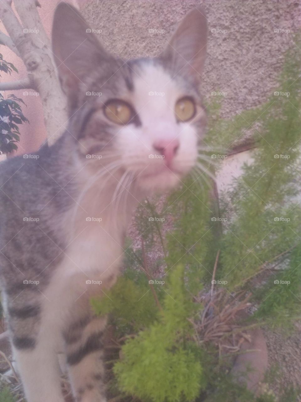 Beautiful cat looking at camera.