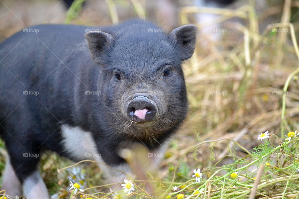 Portrait of piglet on farm