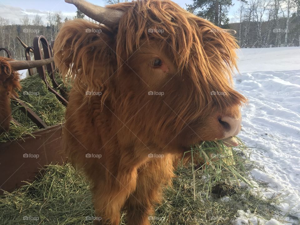 Highland cattle