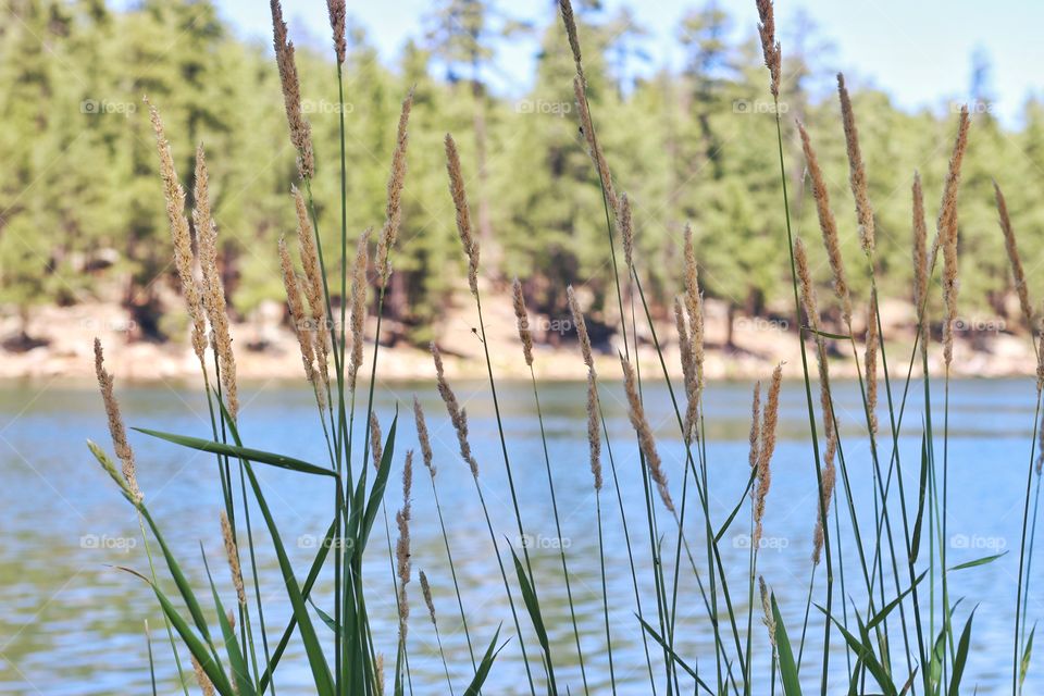 Reeds by the river