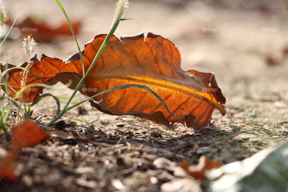 Close-up of dry leaf