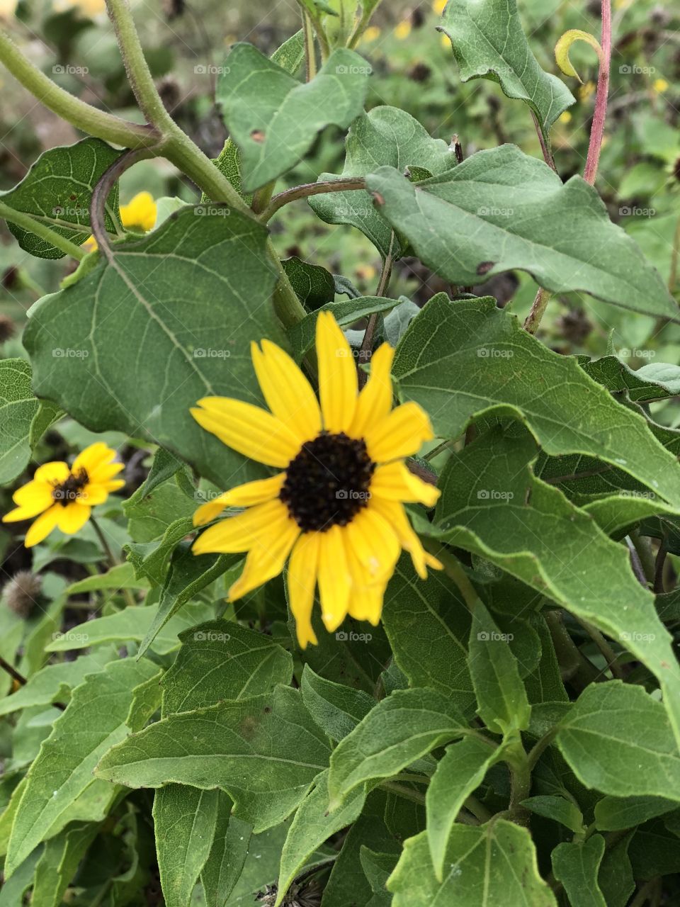 Sunflower surrounded by leafs