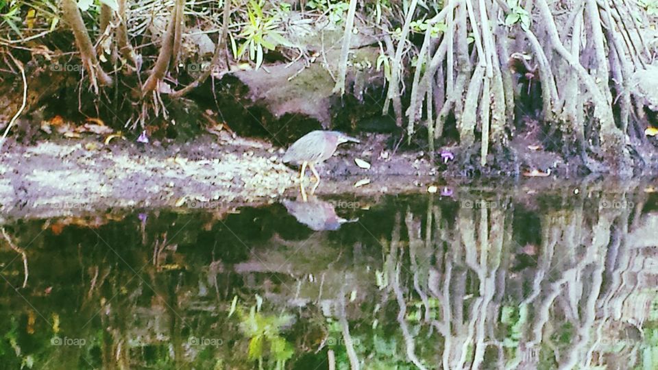 Reflective Birds