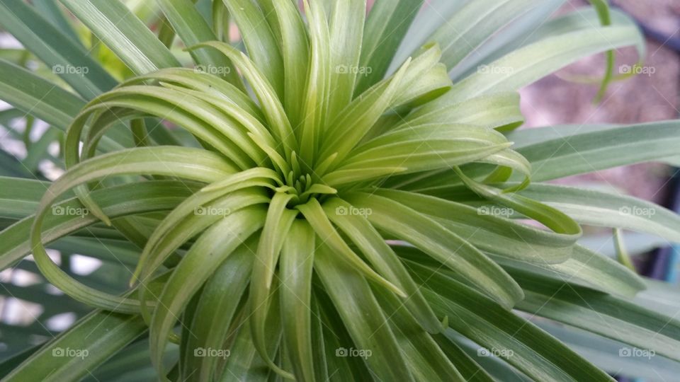 Lily. new growth in the top of a white Easter lily 