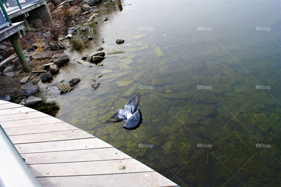 Pigeon flying over a lake