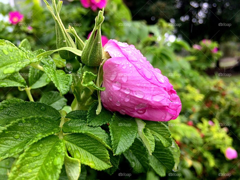 Droplets on pink rose bud