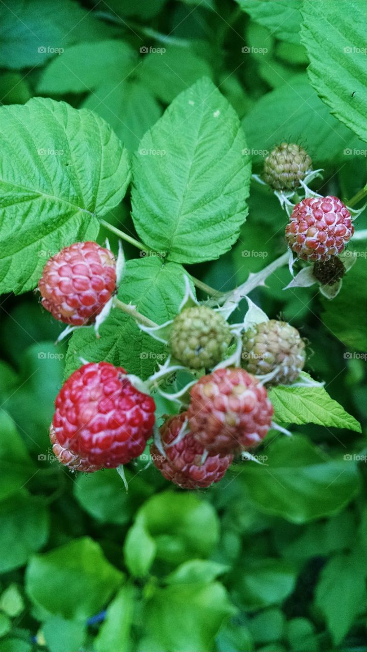 summer is almost here. wild raspberry