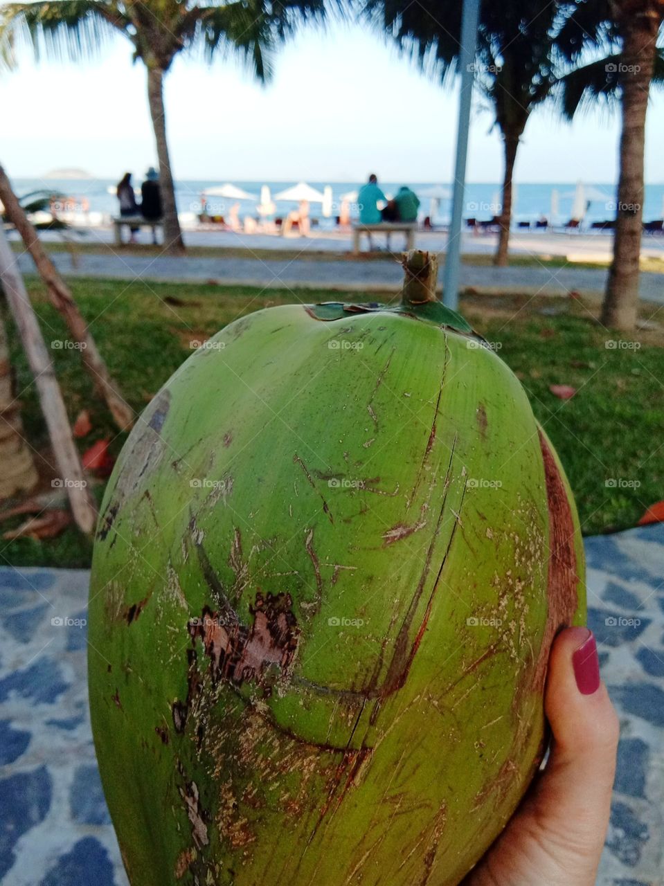 coconut and the coast