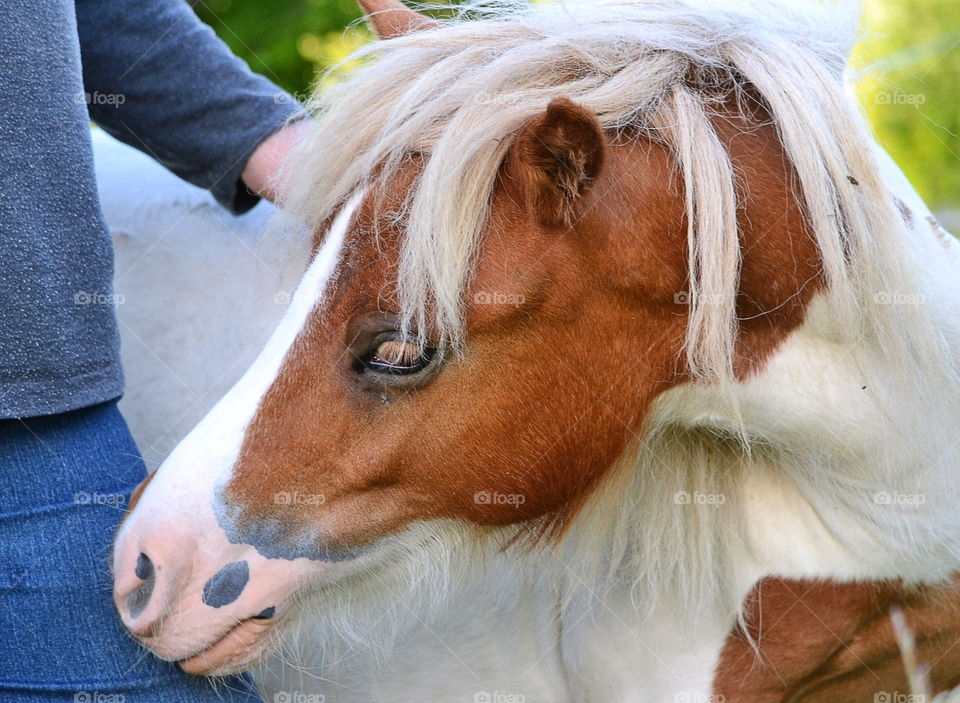 Beautiful horse