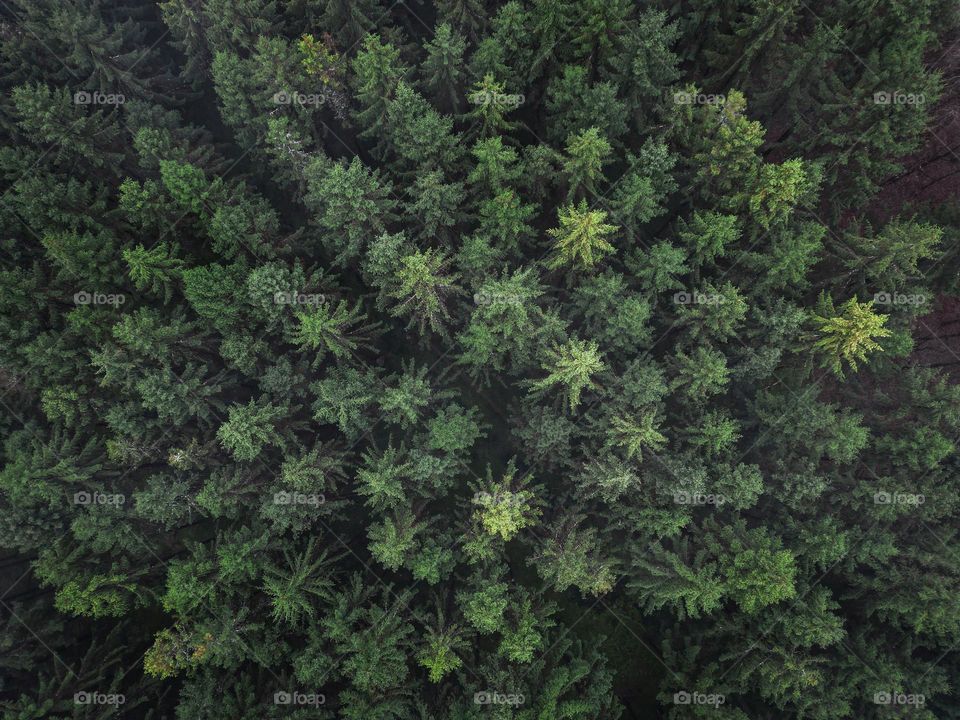 Overhead photo of forest