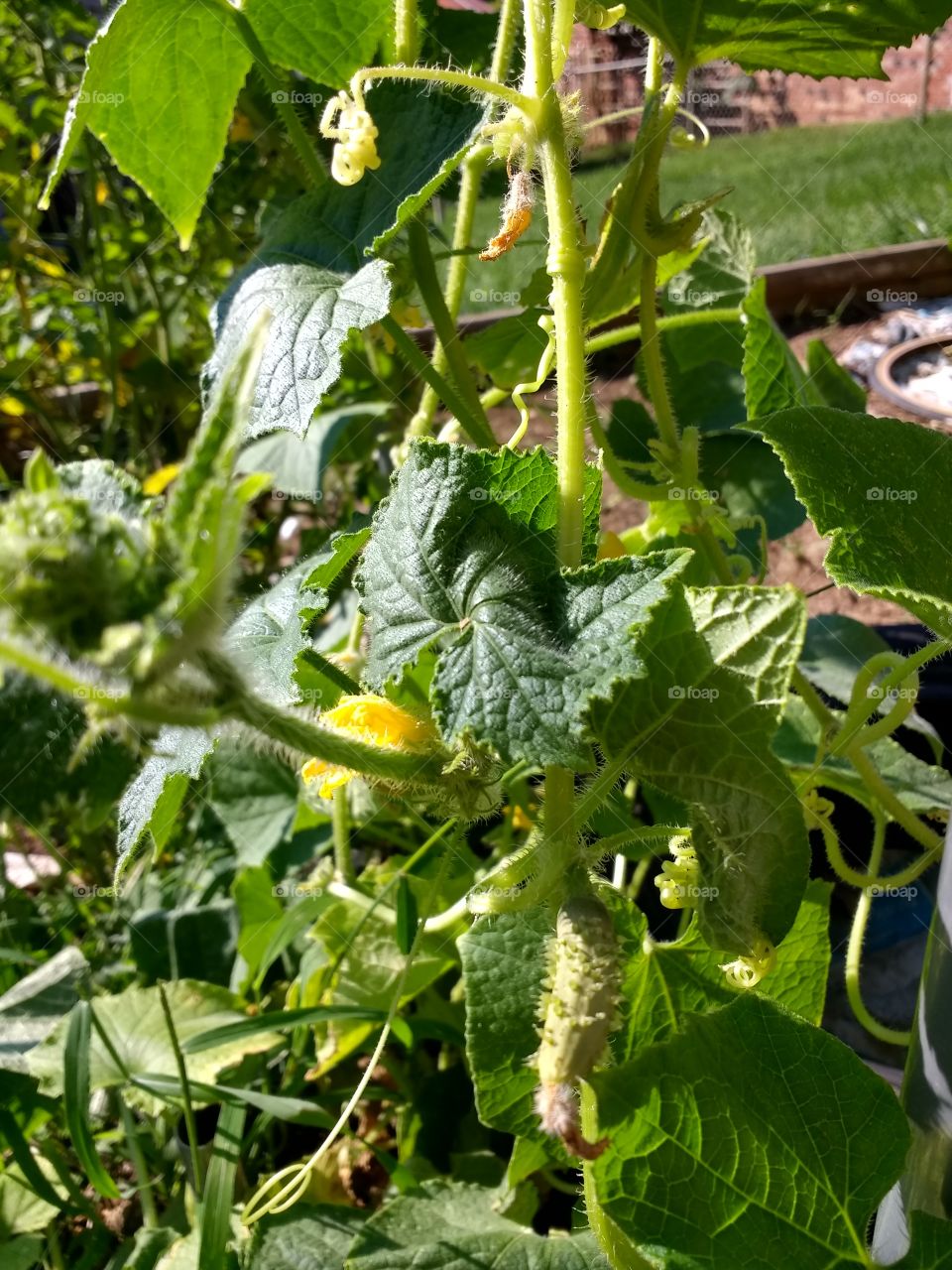 cucumbers growing