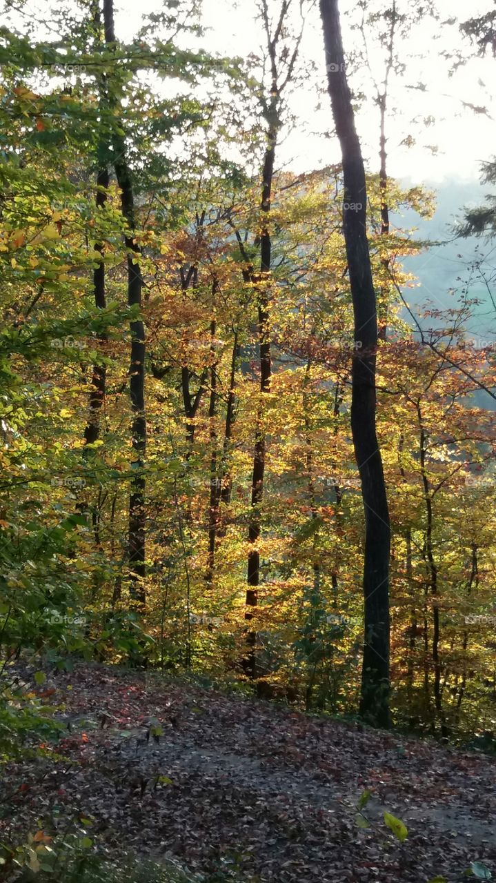 woods in evening fall