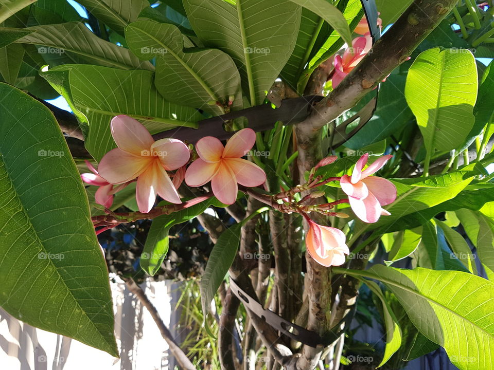 light through a frangipani