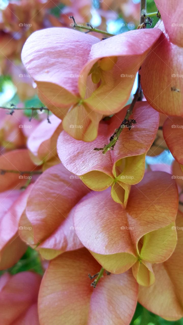 Flower, Nature, Flora, No Person, Leaf