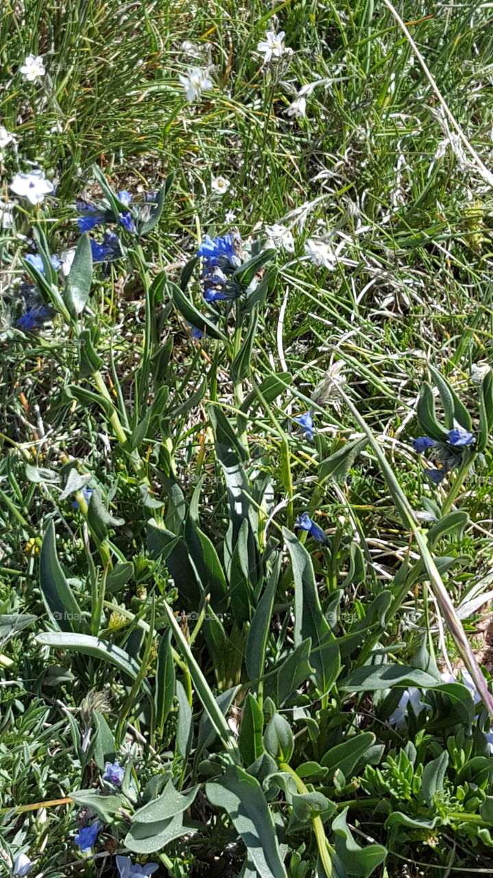 mountain flowers